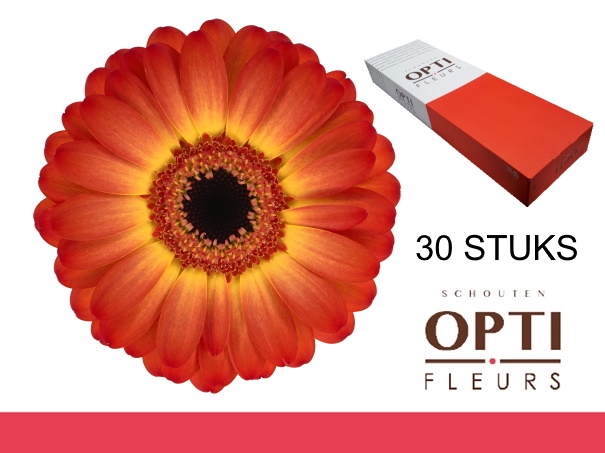 <h4>GE MI FLAMAZING-Doosx30</h4>