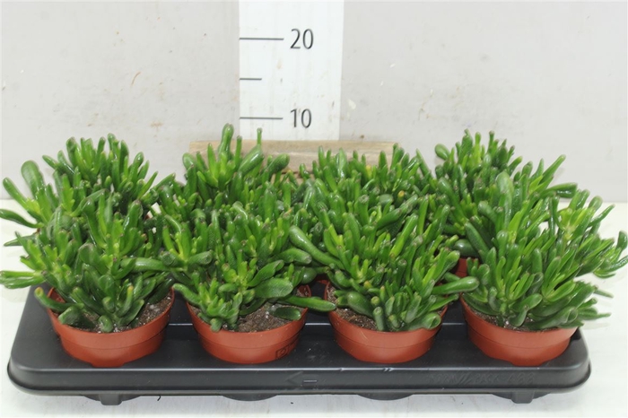 Crassula Hobbit