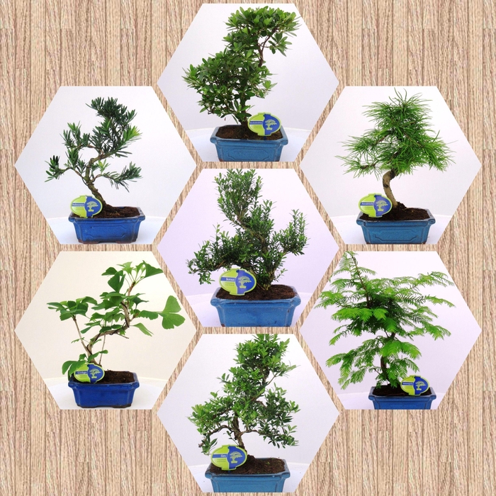 <h4>Bonsai mix outdoor, 20cm., shape, with drip tray - Partly without leaves during winter</h4>