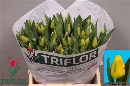 <h4>Tu En Yellow Flight</h4>