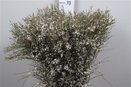 <h4>Genista White 400gr</h4>