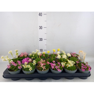 Saxifraga kabschia 'Engleria'