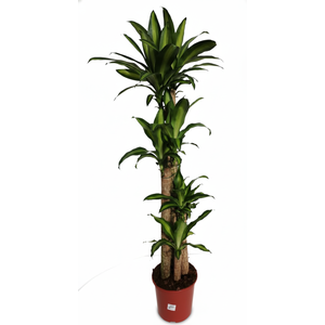 Dracaena overig