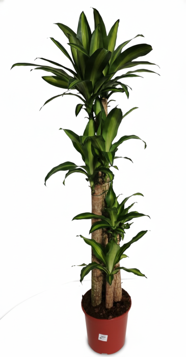 <h4>Dracaena overig</h4>
