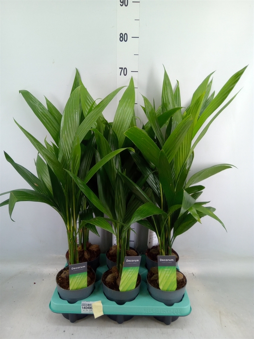 <h4>Areca catechu</h4>