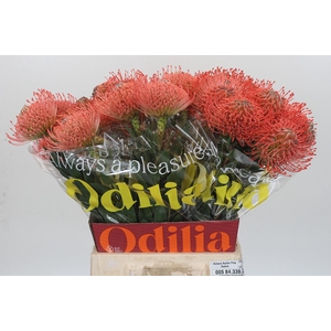 Nutans Ayoba Pink Guava