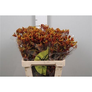 Anigoz Orange Velvet (x40)