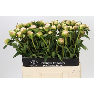 Paeonia Princess Bride