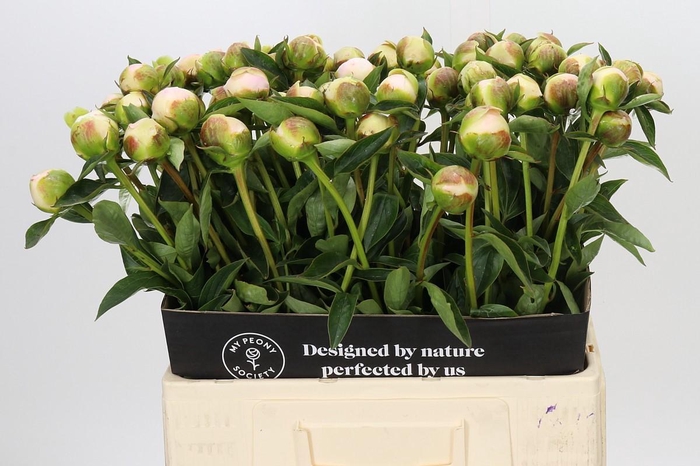 <h4>Paeonia Princess Bride</h4>
