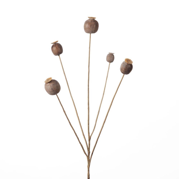 <h4>AF Poppy Ball Sp x 5 L76cm Bro</h4>