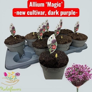 Alli Magic Dark Purple