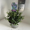 Ceanothus thyrsiflorus var. repens