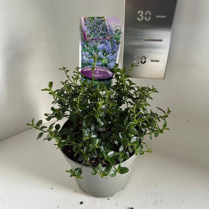 Ceanothus thyrsiflorus var. repens