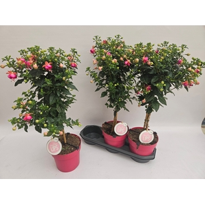 FUCHSIA OV