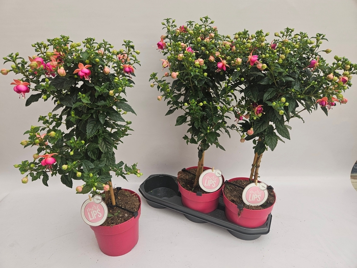 <h4>FUCHSIA OV</h4>