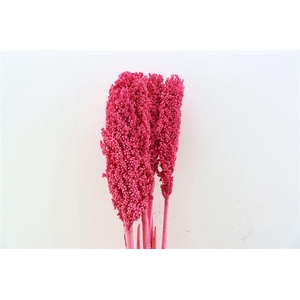 Dried Sorghum 6pc Cerise Bunch