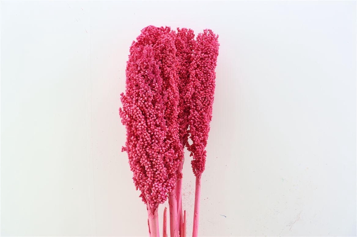 <h4>Dried Sorghum 6pc Cerise Bunch</h4>