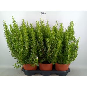 Rosmarinus officinalis   ...