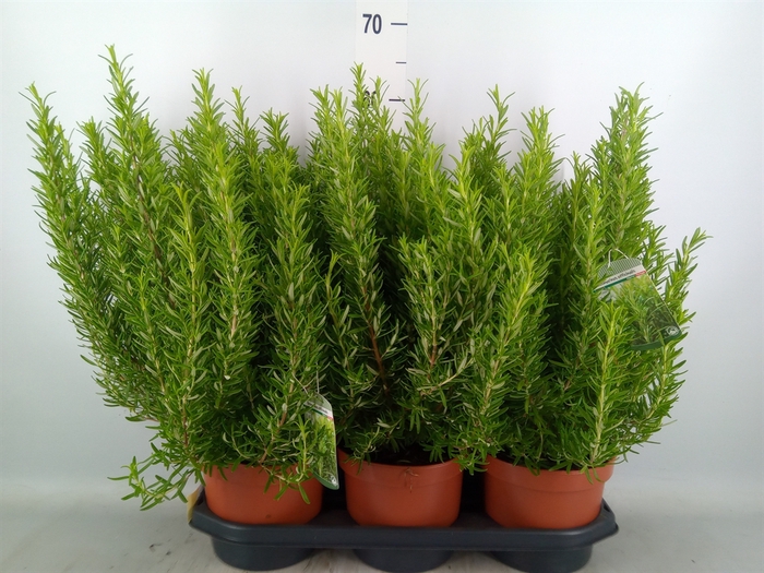 <h4>Rosmarinus officinalis   ...</h4>