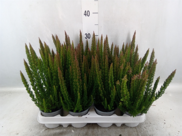 <h4>Calluna vulg. 'Skyline Barcelona'</h4>