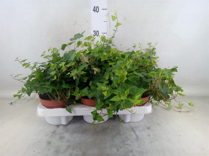 <h4>Hedera helix 'Anna'</h4>