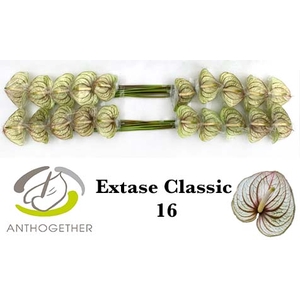 ANTH A EXTASE CL 16