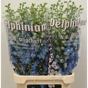 Delph Du Light Blue