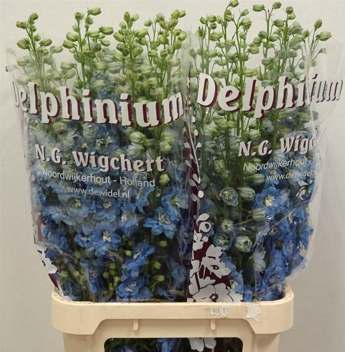 <h4>Delph Du Light Blue</h4>