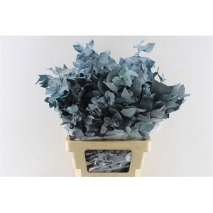 Euca Stuartiana Stab. Blue