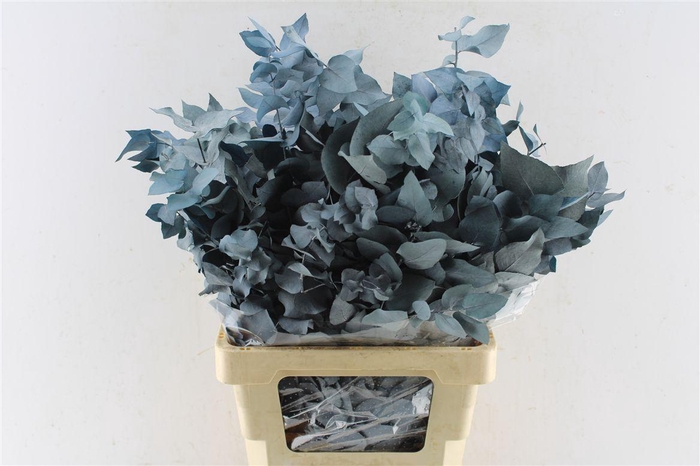 <h4>Euca Stuartiana Stab. Blue</h4>