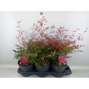 Nandina domestica 'Obsessed'