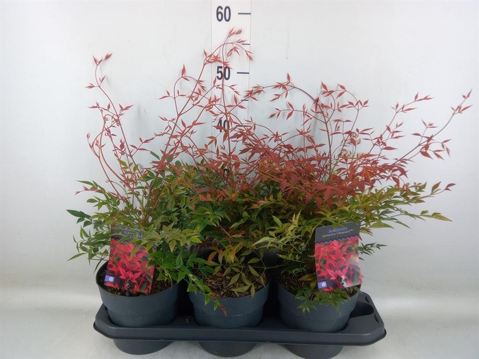 <h4>Nandina domestica 'Obsessed'</h4>