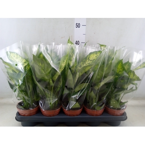 Dieffenbachia  'Compacta'