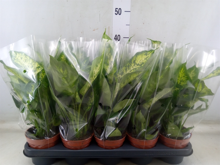 <h4>Dieffenbachia  'Compacta'</h4>