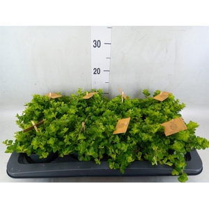 Peperomia rotundifolia
