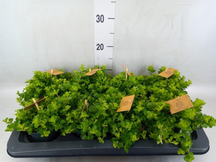 <h4>Peperomia rotundifolia</h4>