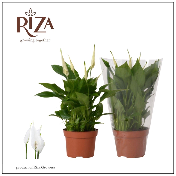 <h4>Spathiphyllum Rondo - 10,5 cm blanco hoes</h4>