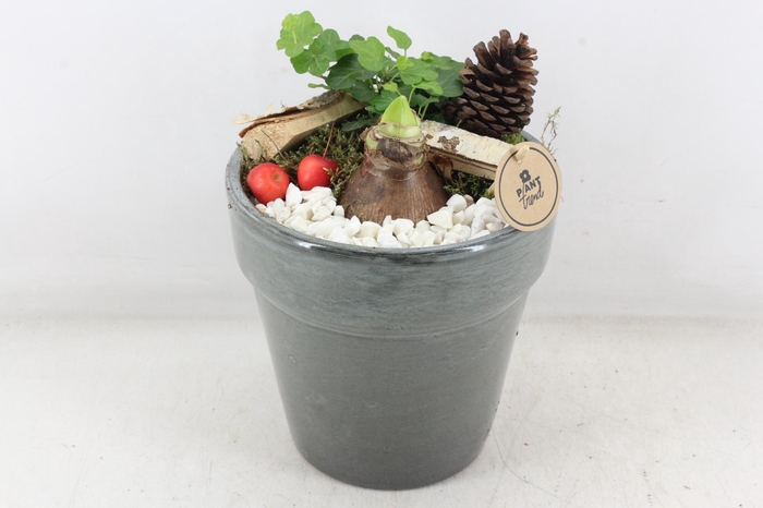 <h4>arr4 Amaryllis PL - Ker. bloempot deluxe</h4>