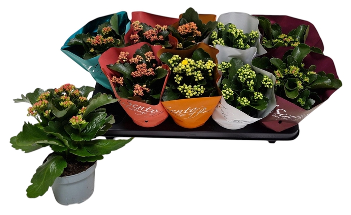 <h4>KAL GE GEM 5 KL</h4>