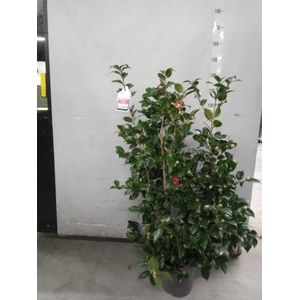 Camellia japonica