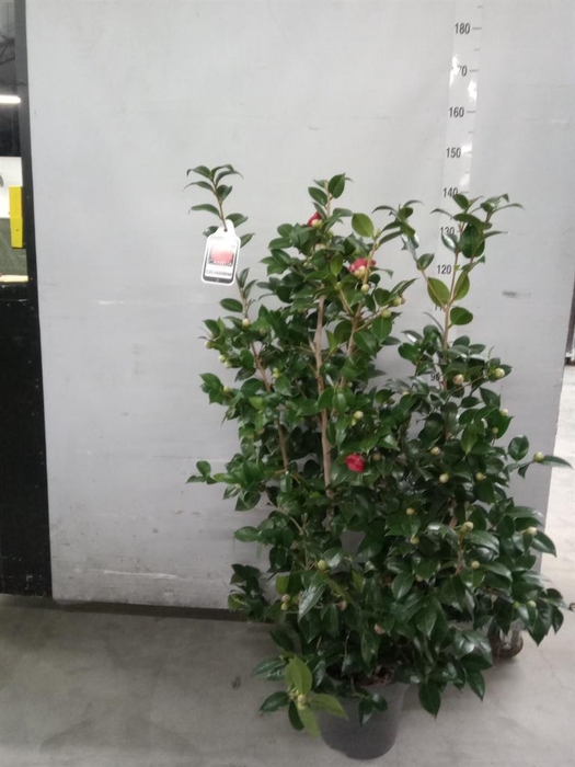 <h4>Camellia japonica</h4>