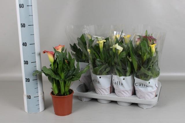 <h4>ZANT GEM 5 KL</h4>