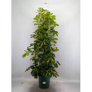 Schefflera arbor. 'Dalton'