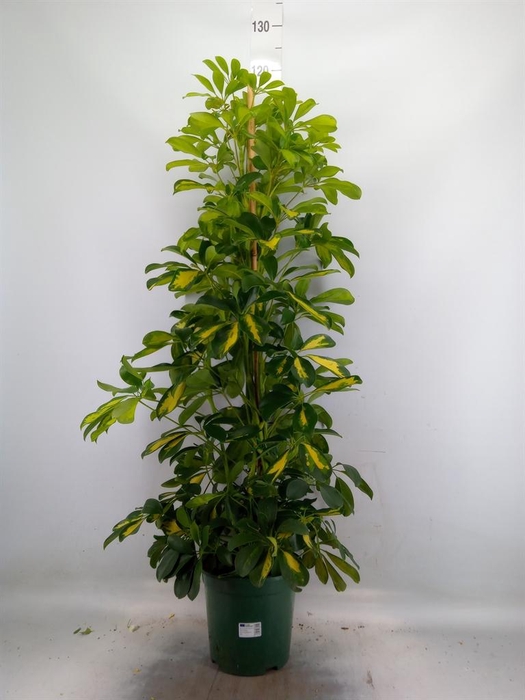 <h4>Schefflera arbor. 'Dalton'</h4>