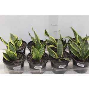 SANSEVIERIA TRIFASCIATA LAURENTII P15