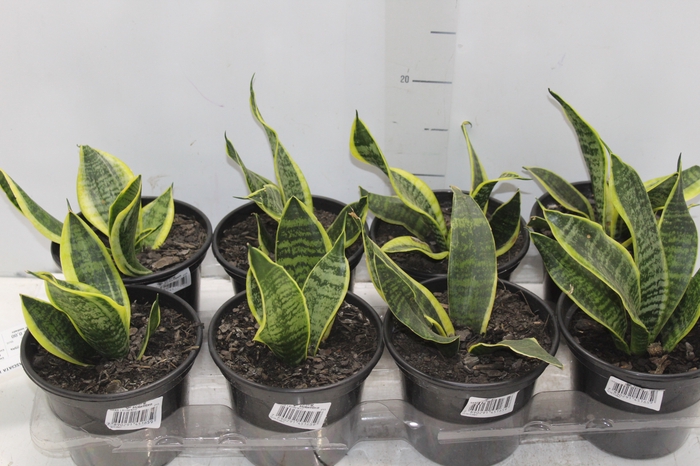<h4>SANSEVIERIA TRIFASCIATA LAURENTII P15</h4>