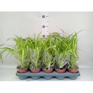 Chlorophytum com. 'Variegatum'