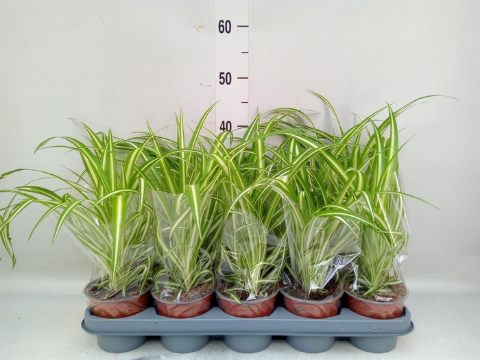 <h4>Chlorophytum com. 'Variegatum'</h4>
