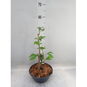 Ginkgo biloba   ...