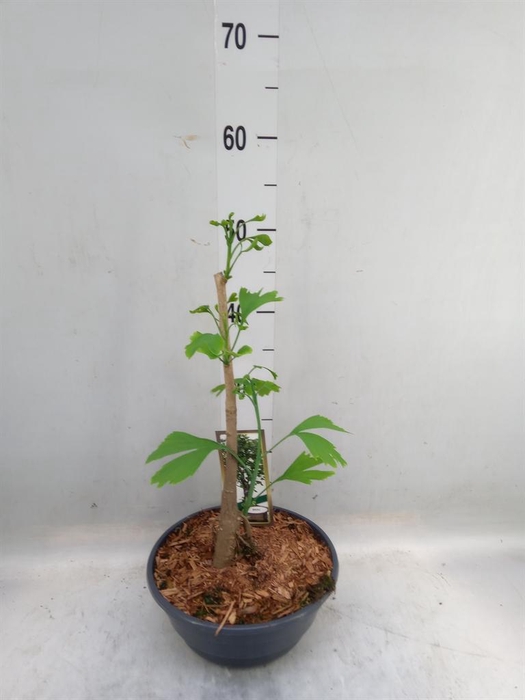 <h4>Ginkgo biloba   ...</h4>